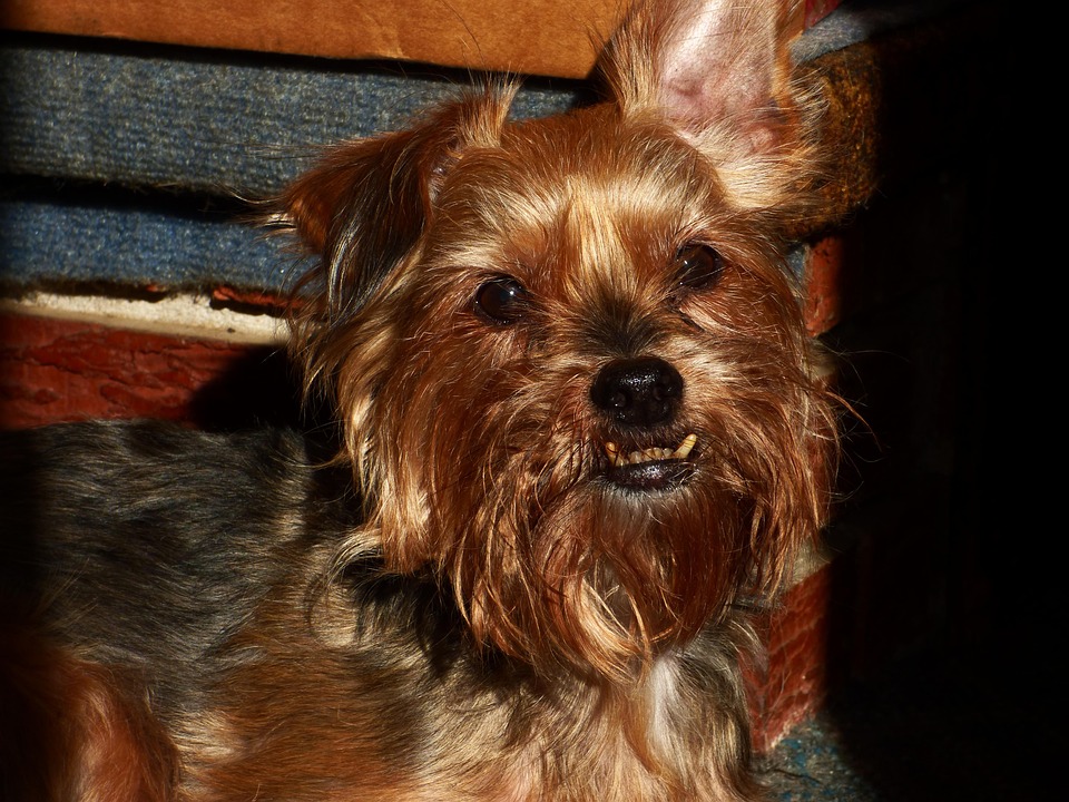 Anjing Emas Hewan Peliharaan Foto Gratis Di Pixabay