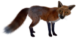 fuchs, red fox, isolated