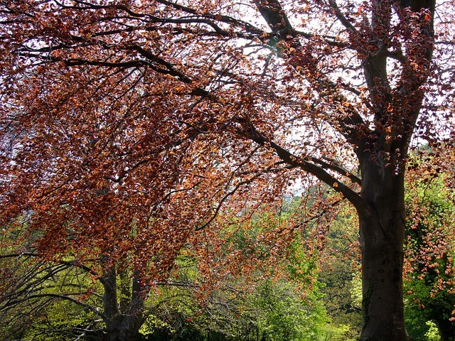 Free Beech Blood Beech photo and picture
