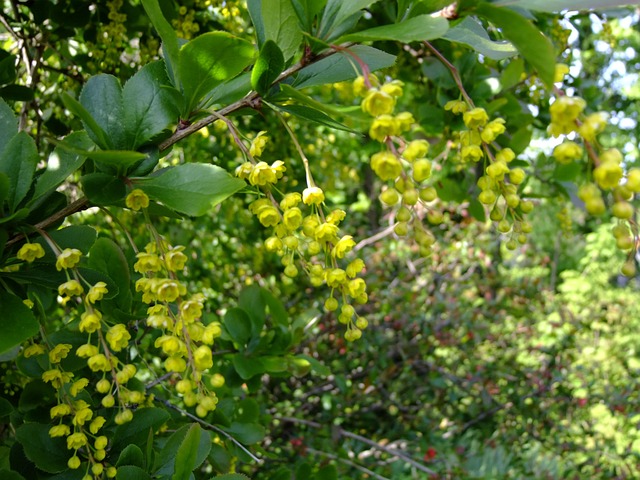 Free Berberis Blossom photo and picture