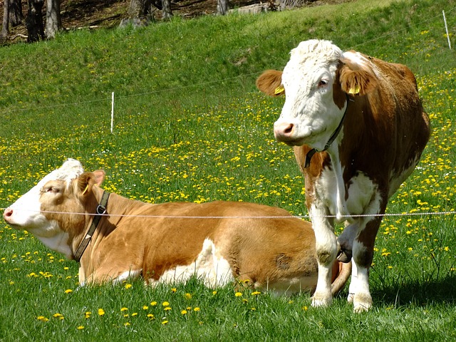 Free Cow Cows photo and picture