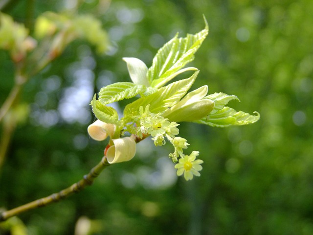 Free Maple Blossom photo and picture
