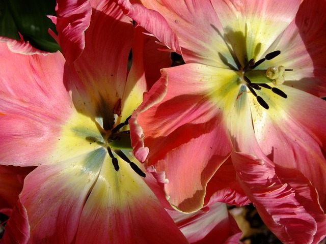 Free Tulip Blossom photo and picture