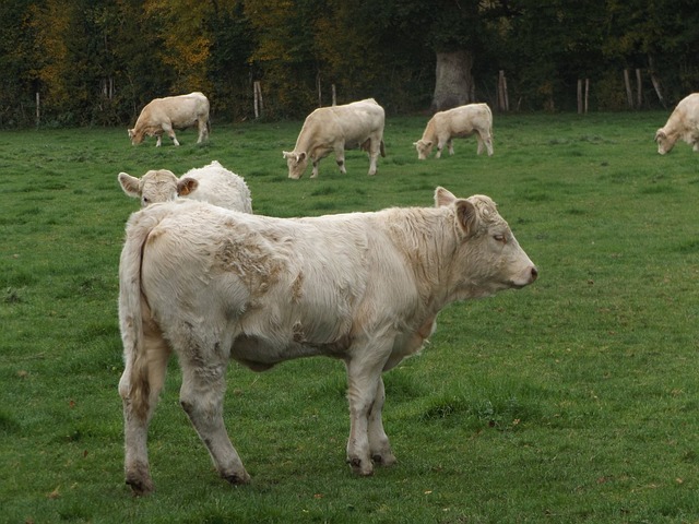Free Cow Herd photo and picture