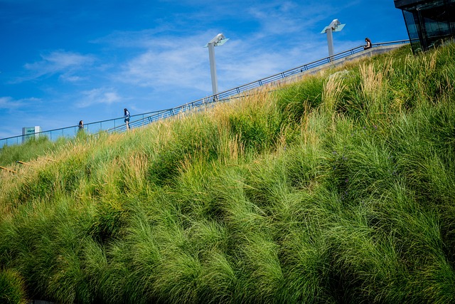 Gras, Blauer Himmel, Urban, Stadt, Park