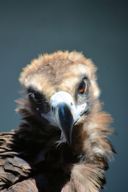 Free Buzzard Bird photo and picture