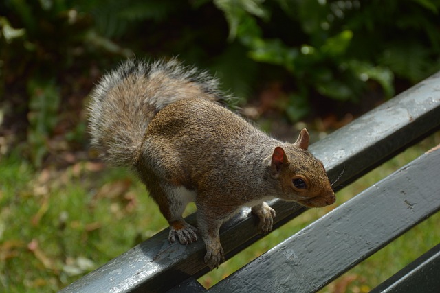 Free Squirrel Rodent photo and picture