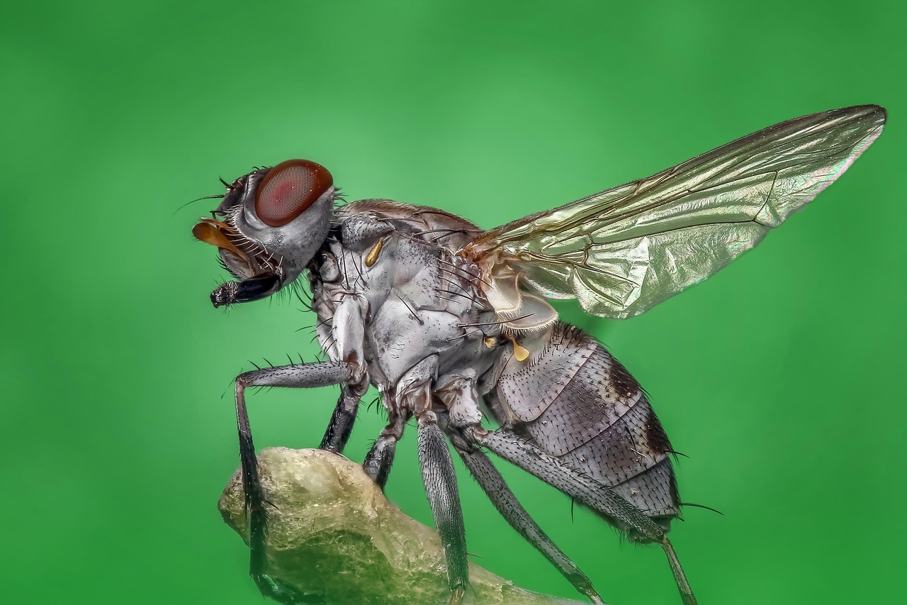 Mouche Domestique Macro Photo Gratuite Sur Pixabay Mouche Domestique Macro Photo Gratuite Sur Pixabay