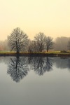 reflection, nature, two toned