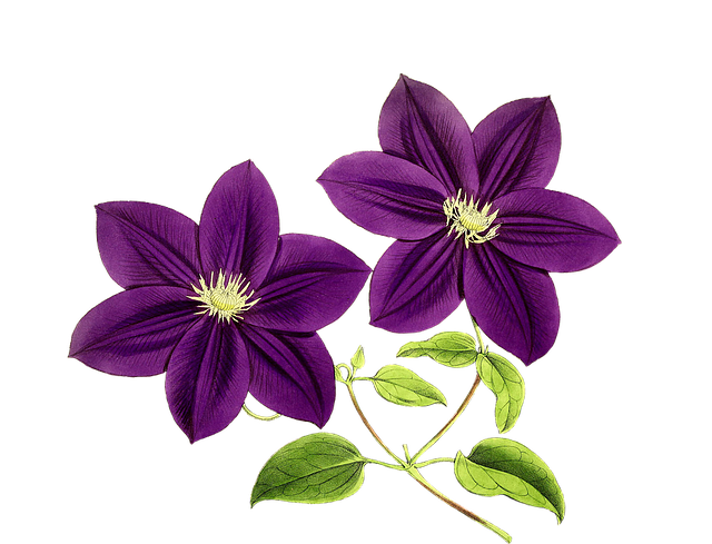 Free clematis nature flower illustration