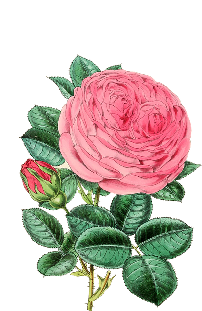Download free HD stock image of Rose Flower Free rose flower blossoms illustration