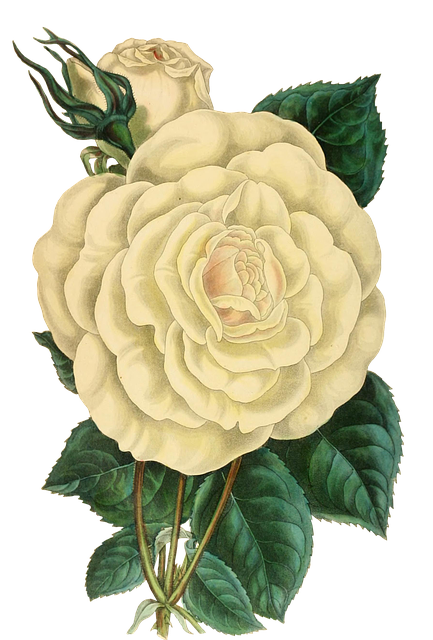 Free rose flower blossoms illustration