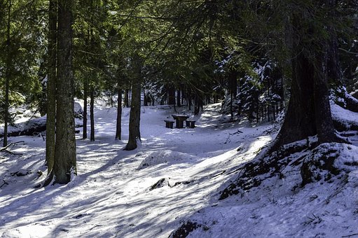 Free Cold December photo and picture