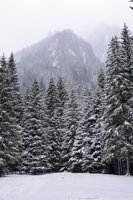 Free Cold December photo and picture