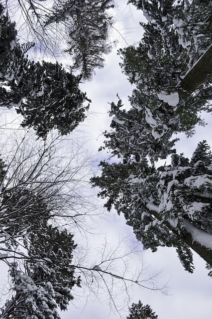 Free Cold December photo and picture