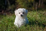 dog, young dog, small dog