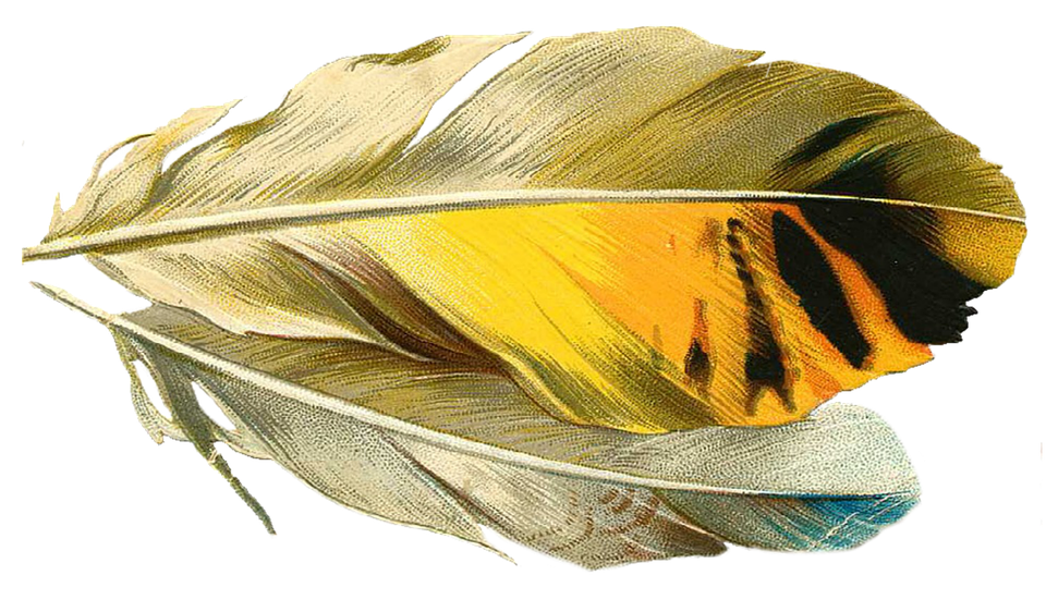 Download Feather Quill Old Royalty-Free Stock Illustration Image - Pixabay