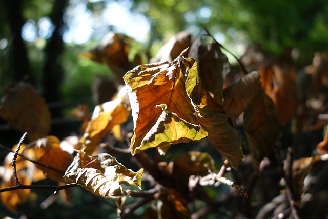 Free Leaves Nature photo and picture