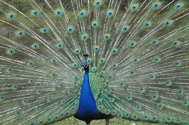 Pfau, Gefieder, Pfauenfedern, Pfauenauge