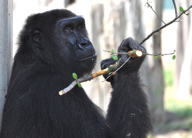 Gorilla, Zoo, Affe, Menschenaffe
