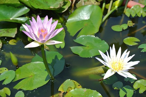 Free Lotus Water Lily photo and picture