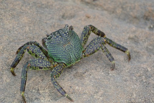 Free Crab Pet photo and picture