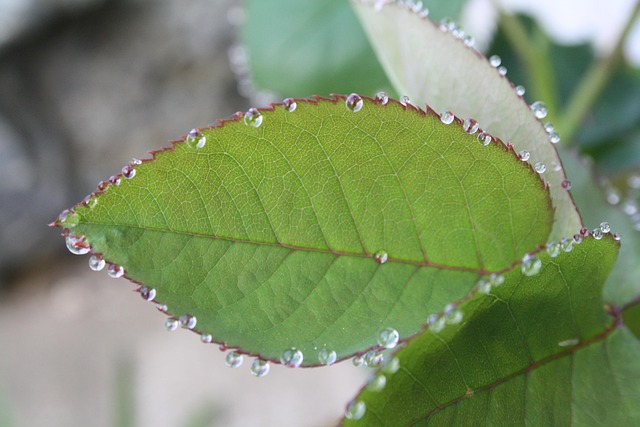 Free Leaf Rosebush photo and picture