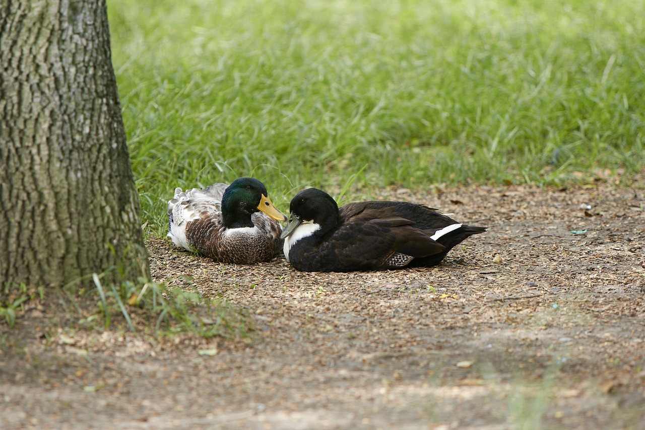 Pato Picture Pato Natureza - Foto gratuita no Pixabay - Pixabay