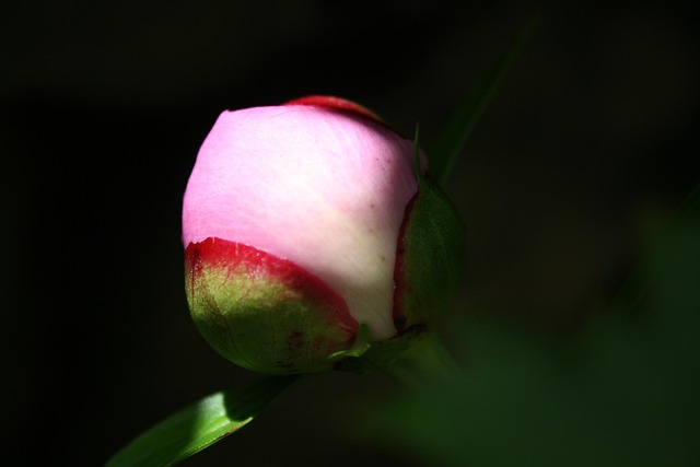 Free Peony Flower photo and picture