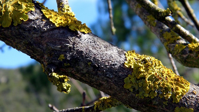 Free Trunk Nature photo and picture