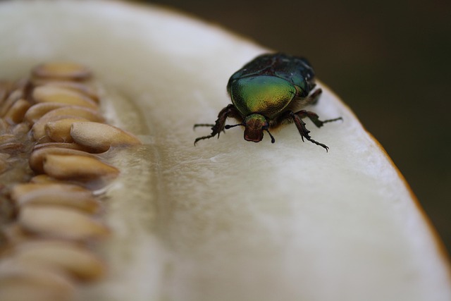 Free Insect Macro photo and picture