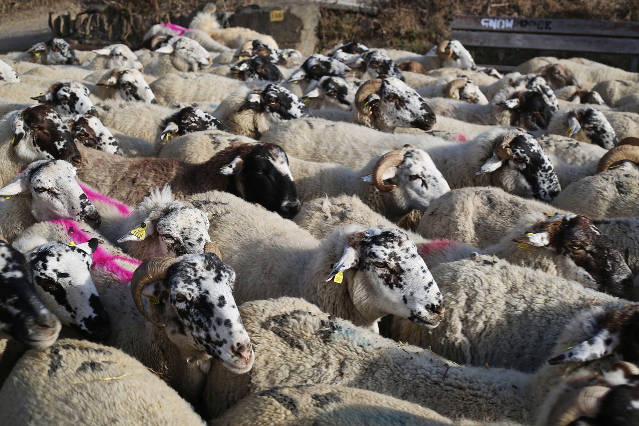 Download free HD stock image of Sheep Flock Free Sheep Flock photo and picture