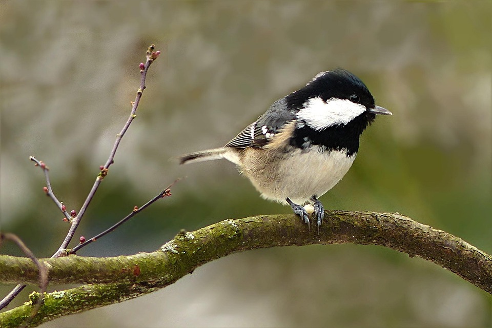 Coal Tit Bird - Free photo on Pixabay