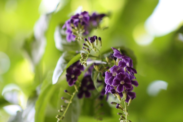 Free Flower Purple photo and picture