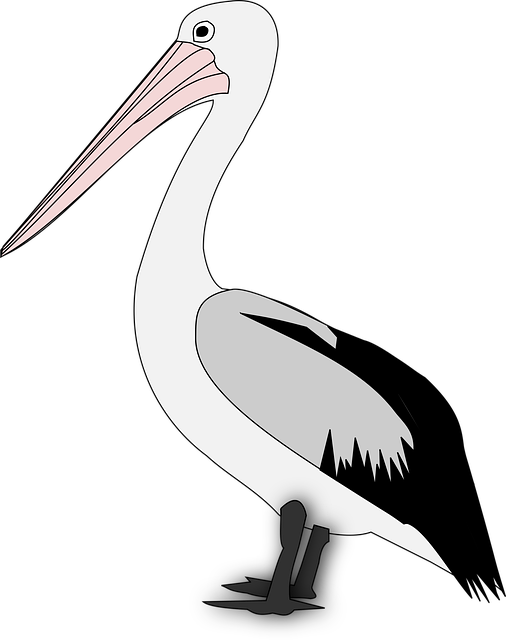 Free pelican nature bird vector