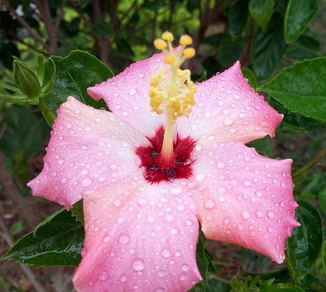 Free Flower Beautiful Flower photo and picture
