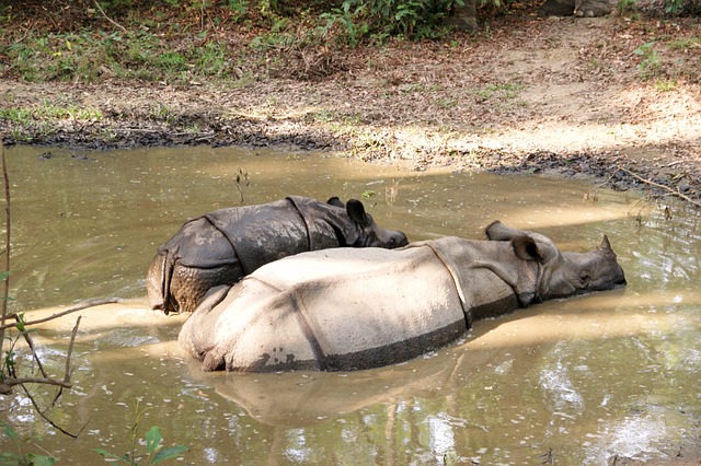 Nashörner, Chitwan, Nepal, Nationalpark