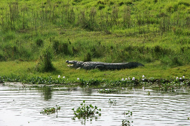 Krokodil, Nepal, Chitwan, Nationalpark