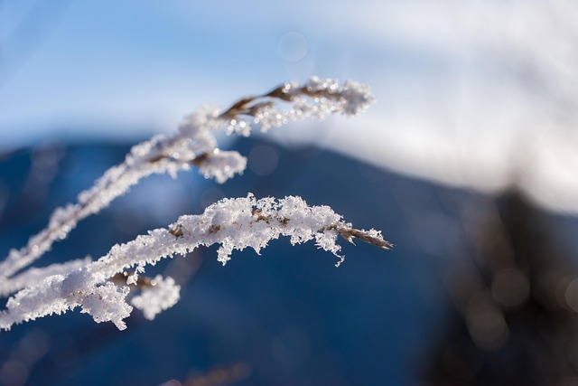 Free Winter Snow photo and picture