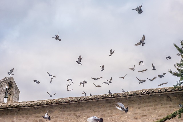 Free Pigeons Flying photo and picture