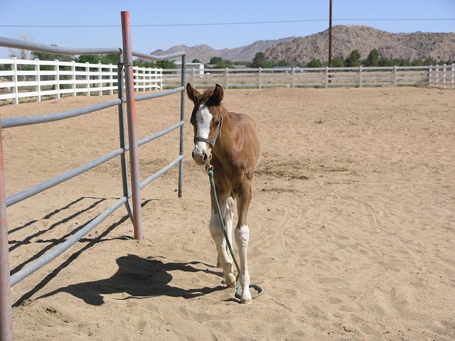 Free Baby Horse Calf photo and picture