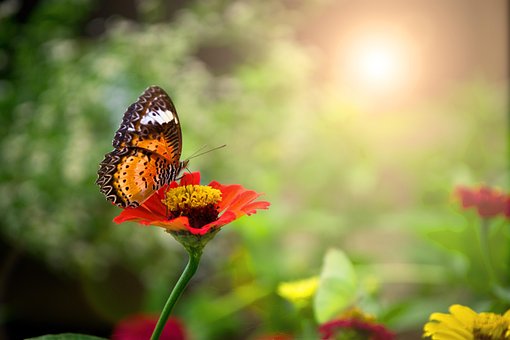 Free Butterfly Bright Sun photo and picture