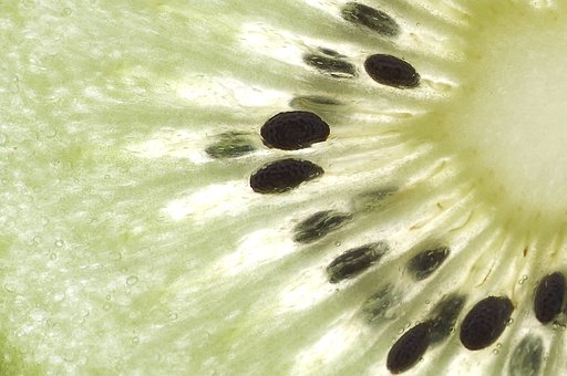 Free Fruit Kiwi photo and picture