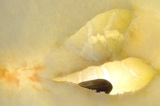 Free Apple Macro photo and picture