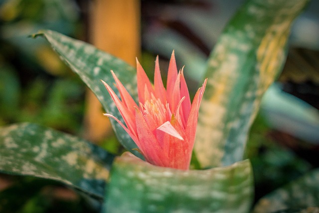 Free Plant Flower photo and picture
