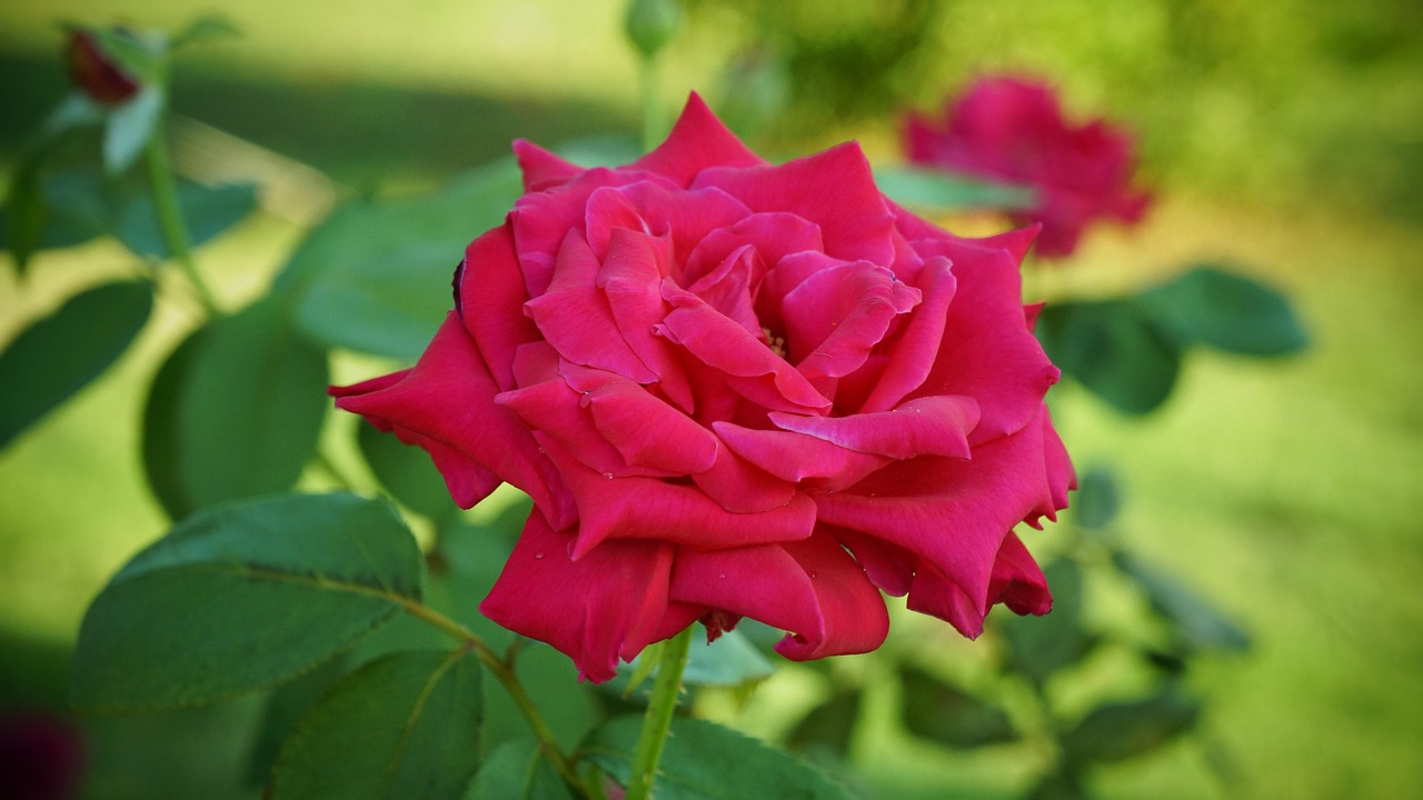 a-rose-1126499_1280.jpg