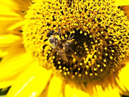 Free Bee Sunflower photo and picture