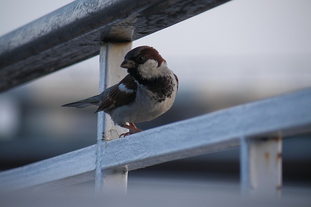 Free Sparrow Bird photo and picture