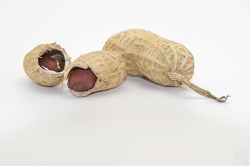 Free Nut Peanut photo and picture