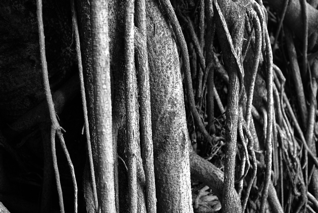 Free Stem Gray-Scale photo and picture